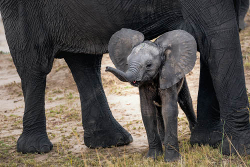 Dubare Elephant Camp